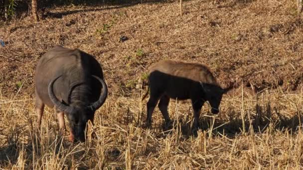左側の母親と右側の子牛も放牧している間 カラバオス放牧 バババス — ストック動画