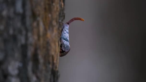 Znepokojený Mravenec Jak Pohybuje Kůře Stromu Lantern Bug Pyrops Ducalis — Stock video