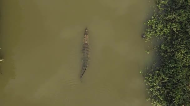 Aerial Drone Shot Big Krokodyl Pływanie Delcie Rzeki Green — Wideo stockowe