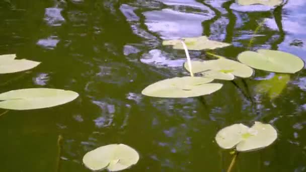 Belas Reflexões Sobre Água Lago Entre Folhas Acenando Lírios Água — Vídeo de Stock