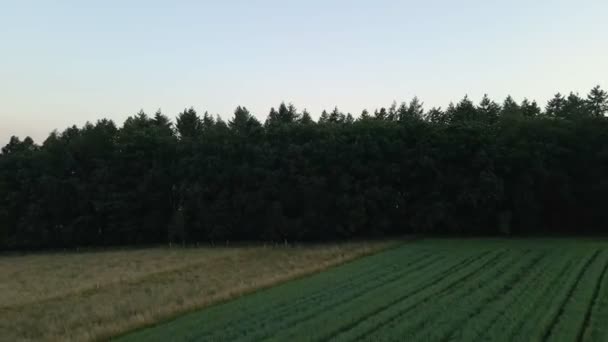 Images Drone Montantes Volent Dessus Des Prairies Grandes Forêts Crépuscule — Video