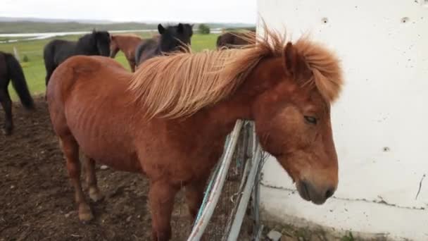 Cavalo Islandês Marrom Balançando Cabeça — Vídeo de Stock