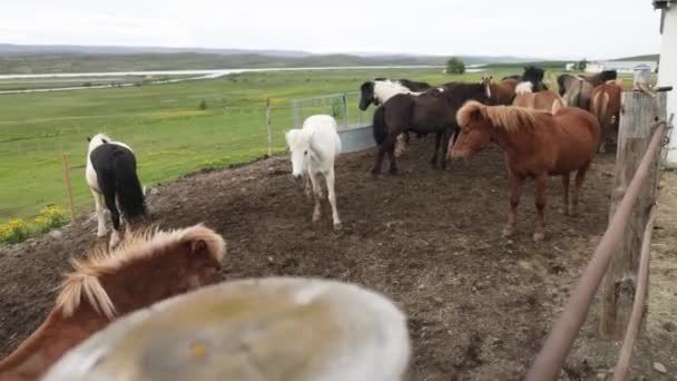 Grupo Caballos Islandeses Con Video Gimbal Caminando Hacia Adelante — Vídeos de Stock