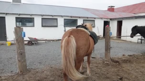 Brown Icelandic Horse Gimbal Video Walking — Stock Video