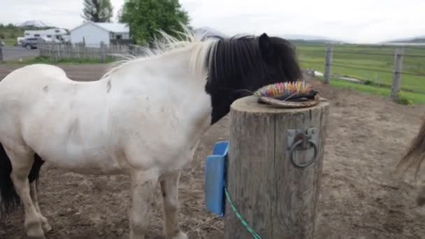 白と茶色のアイスランドの馬とともにジンバルビデオウォーキング — ストック動画
