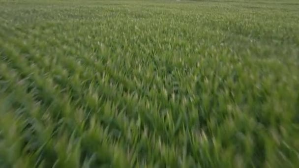 Schneller Drohnenflug Über Einem Maisfeld Deutschland — Stockvideo
