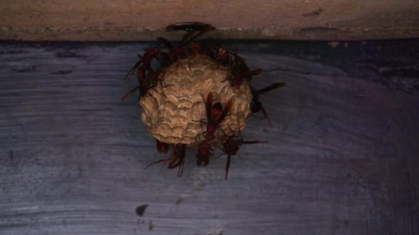Een Kolonie Wespen Zit Hun Nest Bij Het Nest Aan — Stockvideo