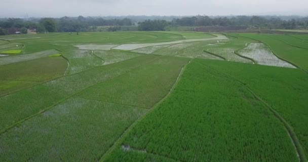 Membanjiri Sawah Dengan Tanaman Padi Muda Video Saham Alami Industri — Stok Video