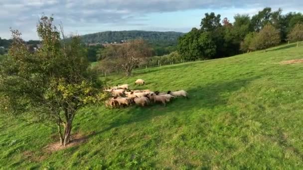 羊の群れが怖い 緑の牧草地の牧草地の動物の空中 — ストック動画