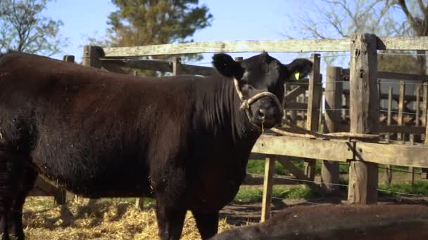 Egy Fekete Angus Tehén Portréja Farmon Egy Napsütéses Napon Közepes — Stock videók