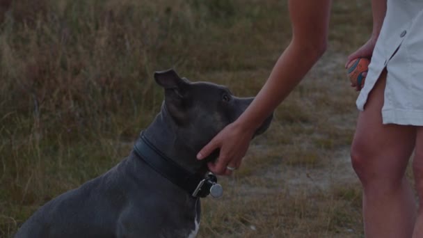 Roztomilý Americký Stafordshirský Teriér Domácí Mazlíček Rukou Ženy Dívá Směrem — Stock video