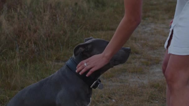 Κοντινό Πλάνο Της American Staffordshire Terrier Είναι Κατοικίδιο Ζώο Στην — Αρχείο Βίντεο