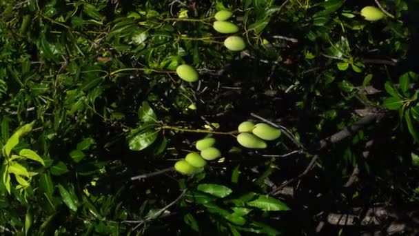 Nahaufnahme Des Reifens Von Mangobäumen Tageslicht Statische Sicht — Stockvideo