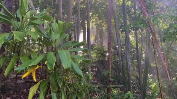 戏剧化的明亮热带亚马逊风格的热带雨林场景 阳光穿过纠结的树木 照亮了季风般的阵雨中的雨滴 闪烁着戏剧性的神光芒 — 图库视频影像