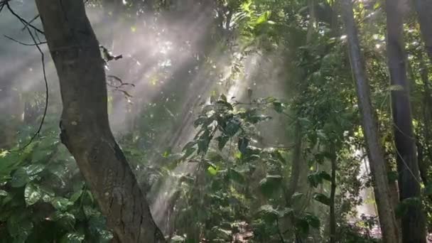 具有戏剧色彩的热带亚马逊风格热带雨林场景 明亮的光线流过纠结的树木 照亮了季风般的阵雨中的雨滴 闪烁着戏剧性的神光芒 — 图库视频影像