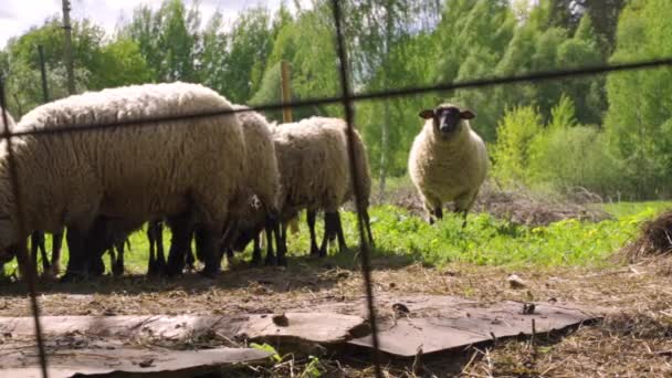 Lamb Flock Has Staring Contest Camera Stomps Friend Join Her — Stock Video