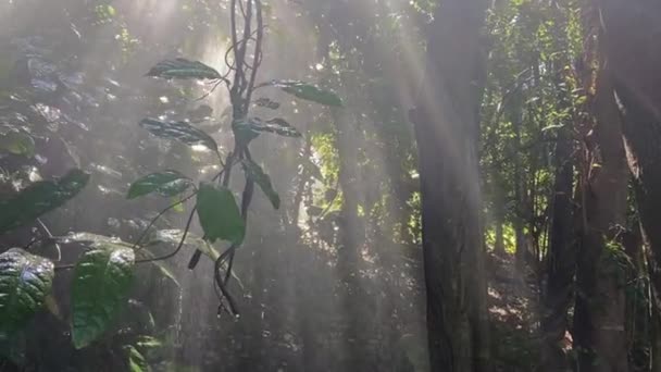 Filmová Jasně Osvětlená Krajina Tropickém Stylu Deštných Pralesů Slunečním Světlem — Stock video