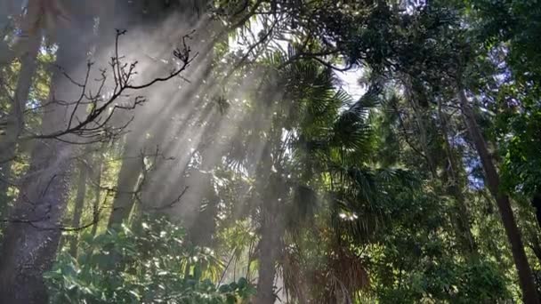 Increíble Soleada Escena Selva Tropical Amazónica Con Luz Fondo Que — Vídeos de Stock