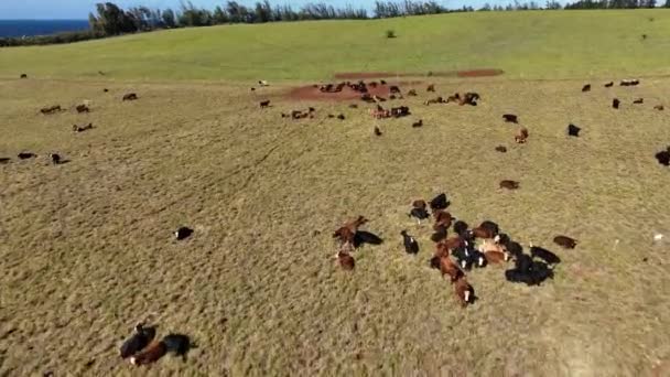 Drone Gado Vacas Prado Primavera Uma Vasta Terra Com Poucas — Vídeo de Stock