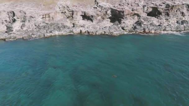 Statische Luftaufnahme Einer Einsamen Meeresschildkröte Die Über Der Wasseroberfläche Hookipa — Stockvideo