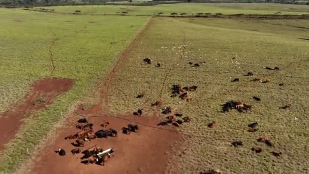 Luchtbeelden Van Hawaï Landbouw Wilde Dieren Drone Vliegt Een Uitgestrekte — Stockvideo