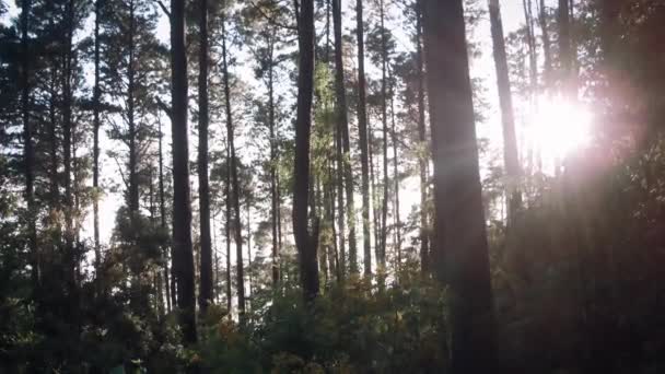 Sol Através Das Árvores Das Copas Das Árvores — Vídeo de Stock