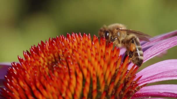 Африканская Пчела Вершине Эхинацеи Пурпуреа Цветок Мелкой Глубине Поля Закрыть — стоковое видео