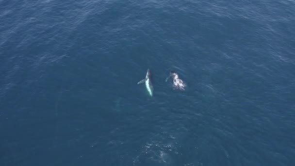 Bultrug Walvis Migratie Walvis Breaching Duik Dan Diepblauwe Zee Vanuit — Stockvideo