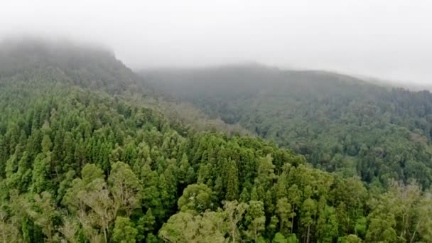 Пышные Горные Леса Азорских Островах Покрыты Жутким Густым Туманом Воздушным — стоковое видео