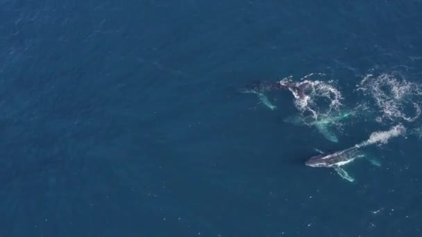 Groep Bultruggen Walvissen Zwemmen Glinsterende Wateren Van Blauwe Zee Aan — Stockvideo