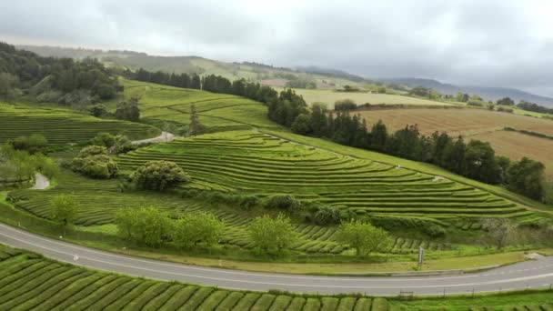 Gorreana Plantação Chá Colinas Verdes Dos Açores Zoom Aéreo — Vídeo de Stock