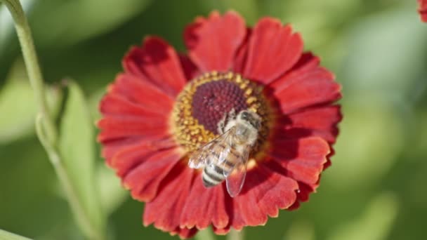 Honey Bee Menyerbuki Bunga Sneezeweed Yang Umum Field Bokeh — Stok Video