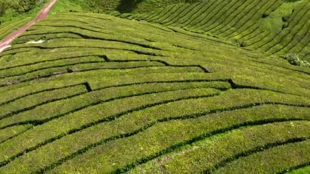 Tea Shrub Terraces Cha Gorreana Plantation Azores Flyover View — Stock Video