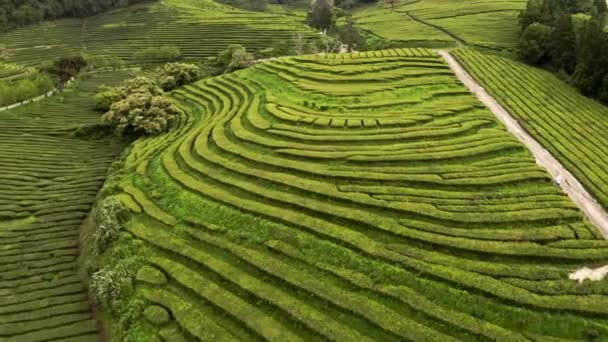 Terrasses Arbustes Thé Vert Gorreana Plantation Açores Survol — Video