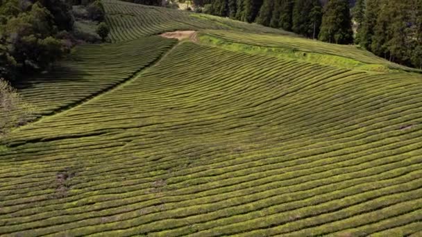 Arbustes Thé Cha Gorreana Plantation Açores Vue Aérienne — Video