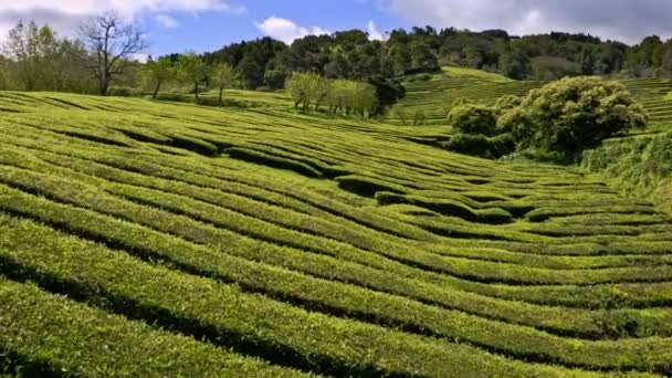 Survol Par Drone Une Luxuriante Plantation Thé Vert Gorreana Aux — Video