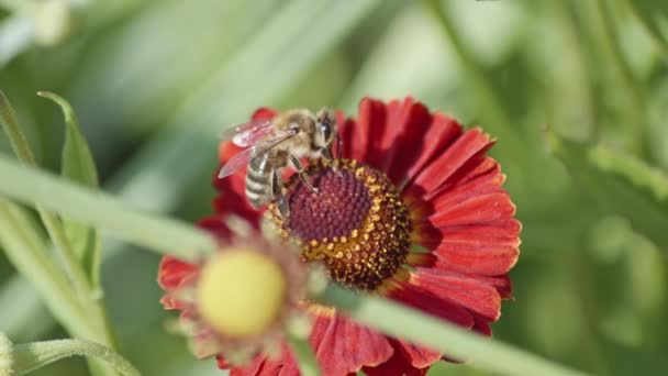 Honey Bee Menyerbuki Bunga Sneezeweed Yang Umum Field Fokus Selektif — Stok Video
