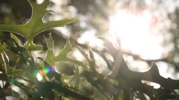 Богатые Зеленые Листья Дерева Качающиеся Ветру Солнце Сияющее Сквозь — стоковое видео
