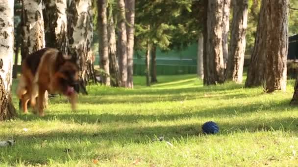 德国牧羊犬在美丽的自然环境中从草丛中拾球 — 图库视频影像