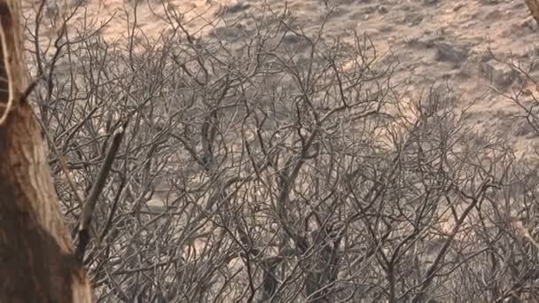 鸟类在遭受野火破坏后返回到一棵存活的树上时 自然具有复原力 — 图库视频影像