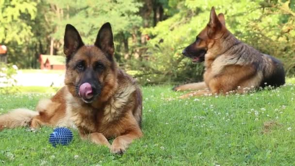 两只漂亮的德国大牧羊犬躺在草地上休息 — 图库视频影像