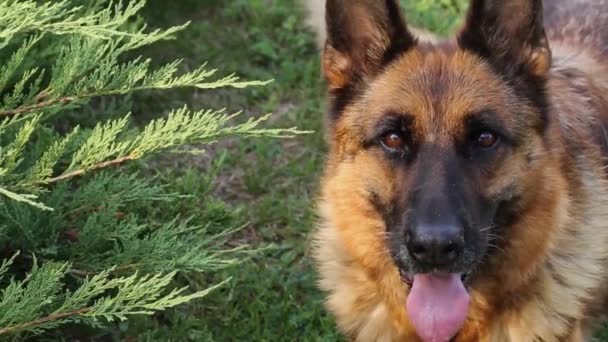 German Shepherd Dog Olha Para Câmera Cão Qualidade Mostra Que — Vídeo de Stock