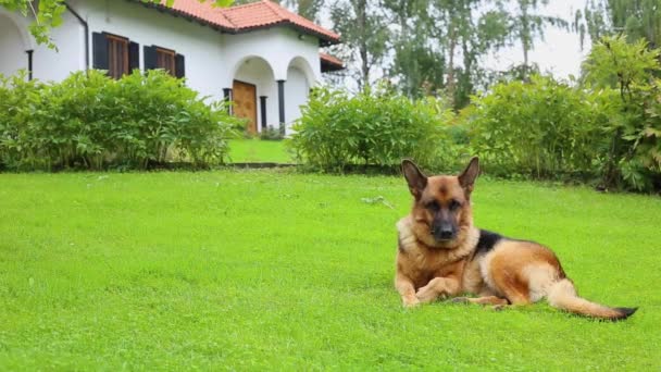 Γερμανικό Τσοπανόσκυλο Ξαπλωμένο Στο Όμορφο Πράσινο Γρασίδι — Αρχείο Βίντεο