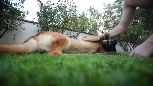 Hombre Jugando Con Pastor Alemán Perro Mimos Juega Con Mejor — Vídeos de Stock