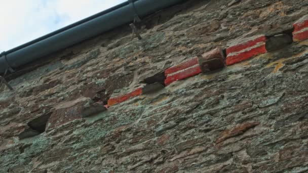 Sparrow Birds Nesting Old Brick Barnyard England — Stock Video