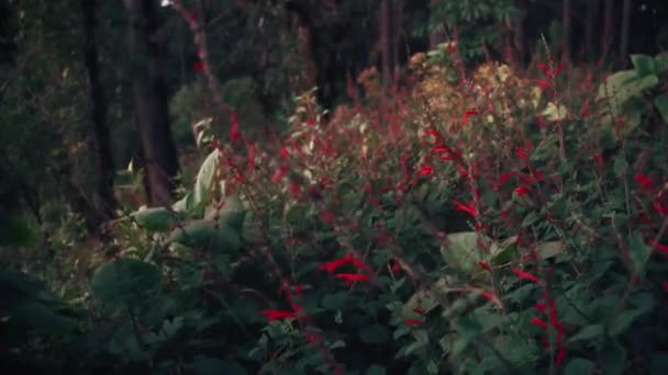 Flores Vermelhas Montanha Aguascalientes México — Vídeo de Stock