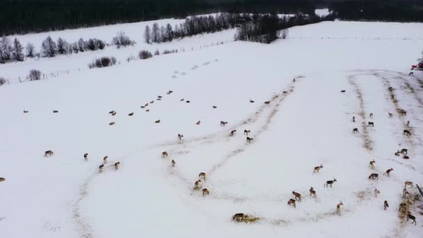 Eine Herde Rentiere Steht Auf Einem Verschneiten Feld Winter Lappland — Stockvideo