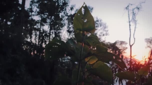 Растение Склоне Холма Время Заката — стоковое видео