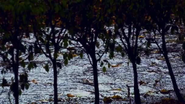Постріли Крізь Кущі Показують Дощова Вода Дощу Змивається Землі — стокове відео