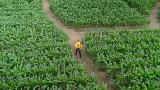 Dron Powietrzny Strzale Nad Człowiekiem Przechodzącym Przez Zielony Labirynt Kukurydzy — Wideo stockowe